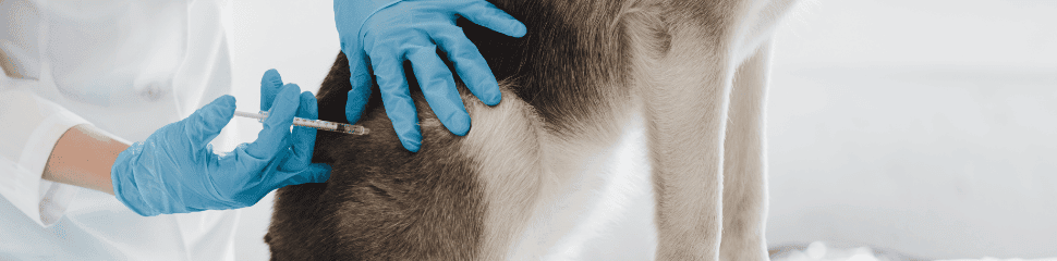 Sharps Safety in Veterinary Clinics
