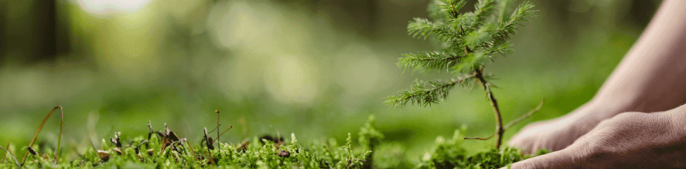 Arbor Day Foundation 