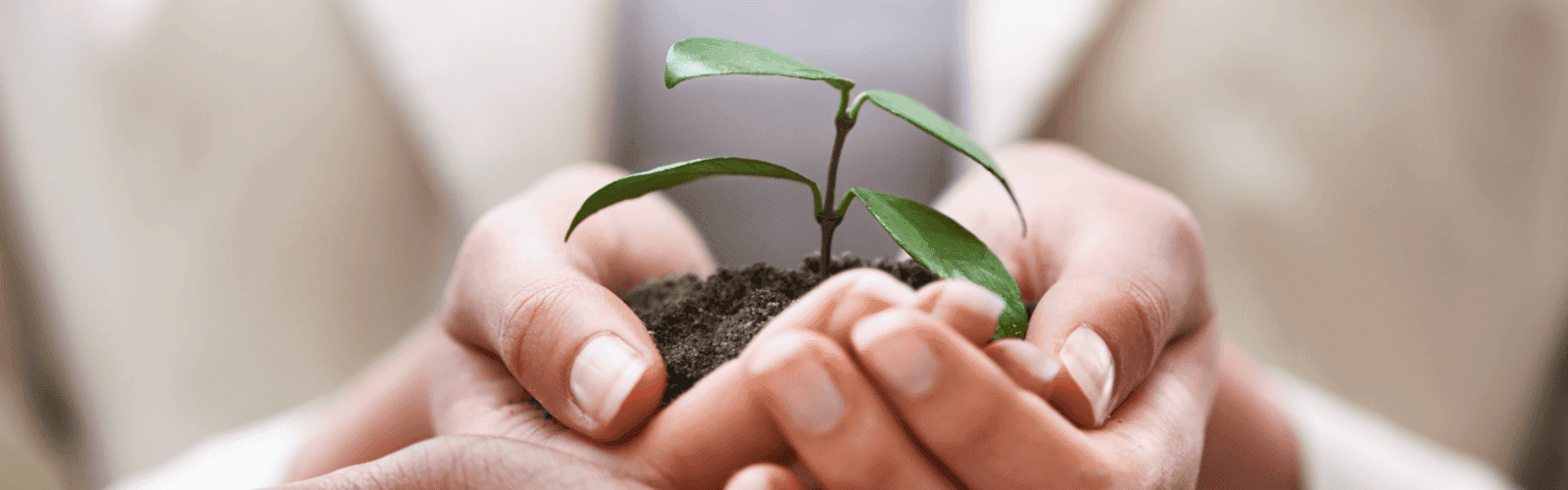 Plant in hands