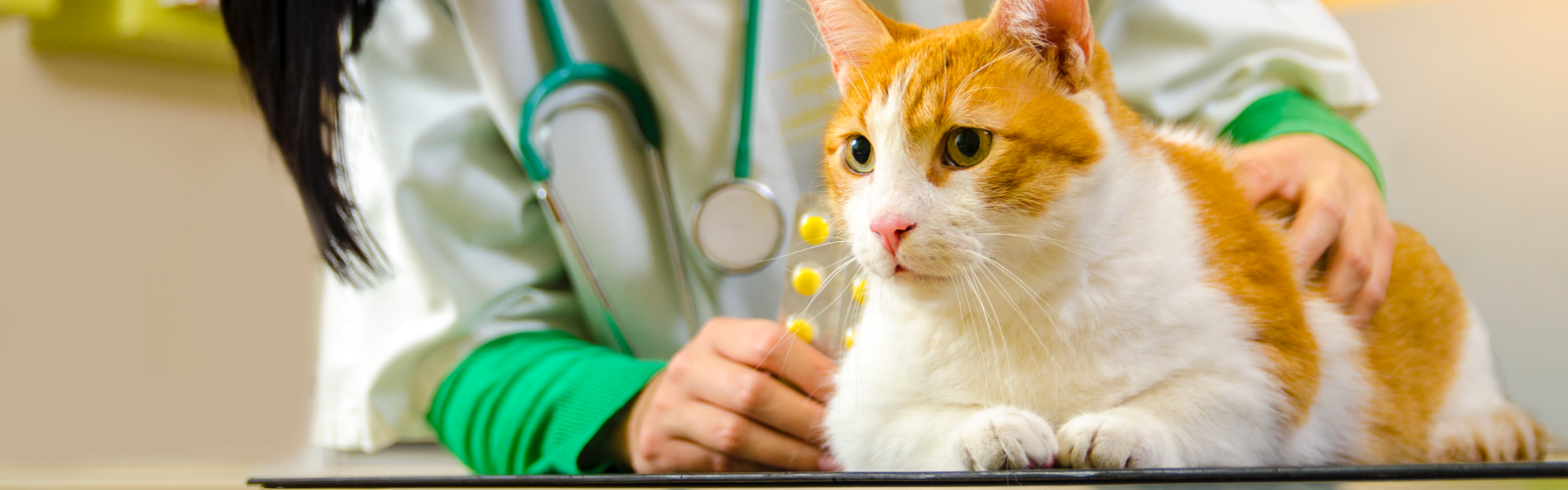 Veterinarian with cat