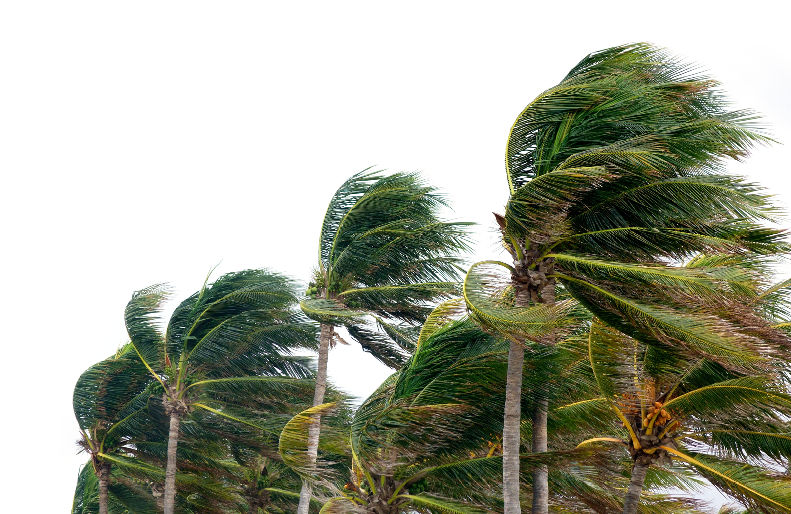 hurricane blowing palm trees
