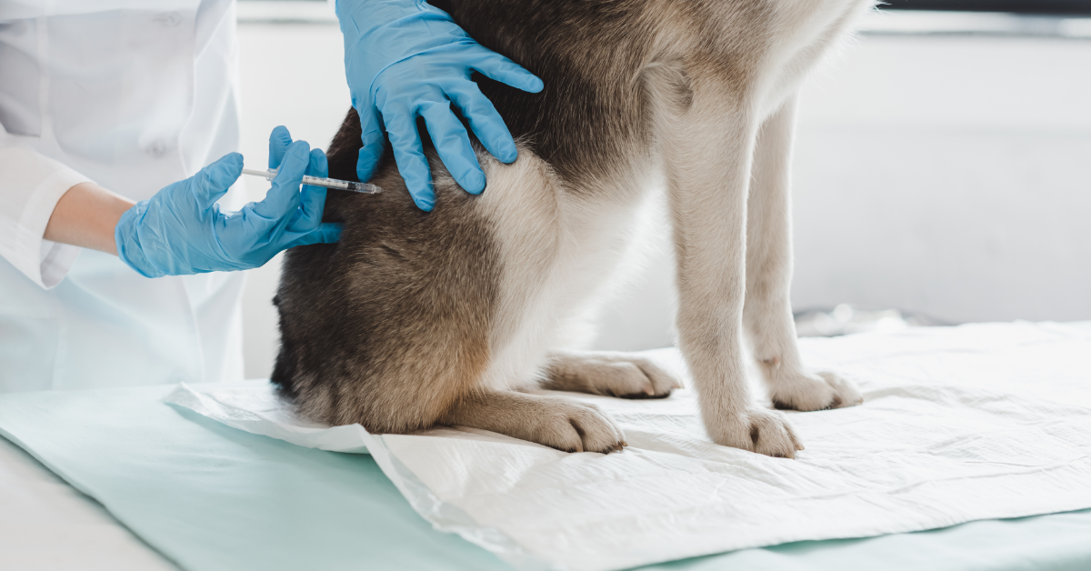 Sharps Safety Veterinary Clinics & Animal Hospitals Stericycle