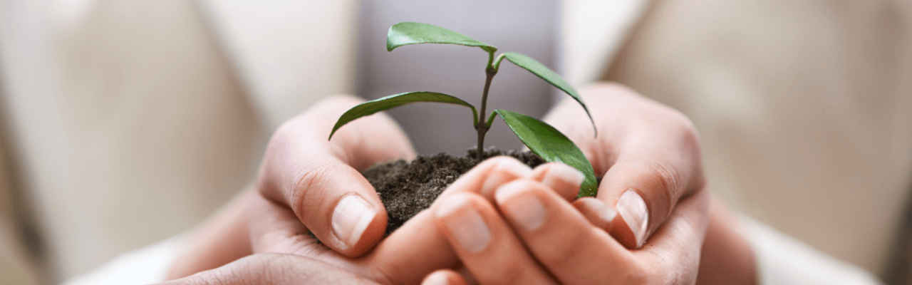 Plant in hands